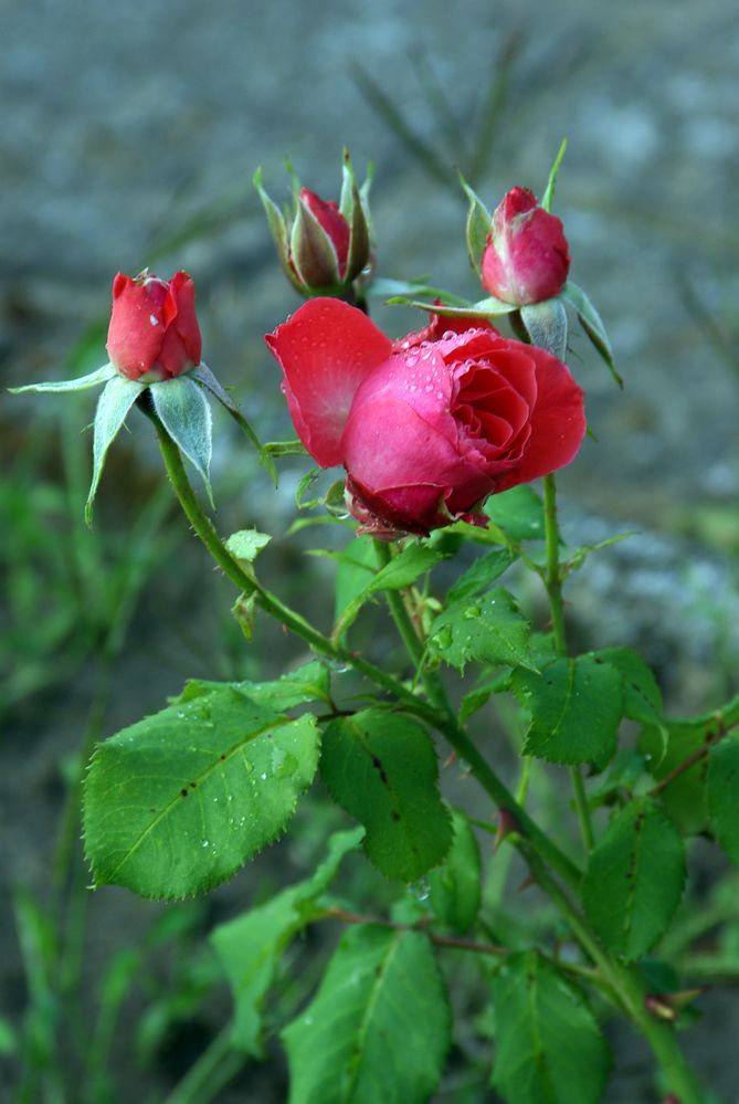 Muttis Gartenrose