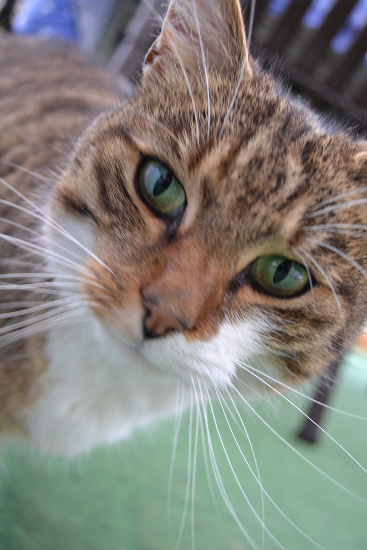 Mutti'S Kater Rusty...