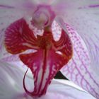 Muttis Lieblings Orchidee