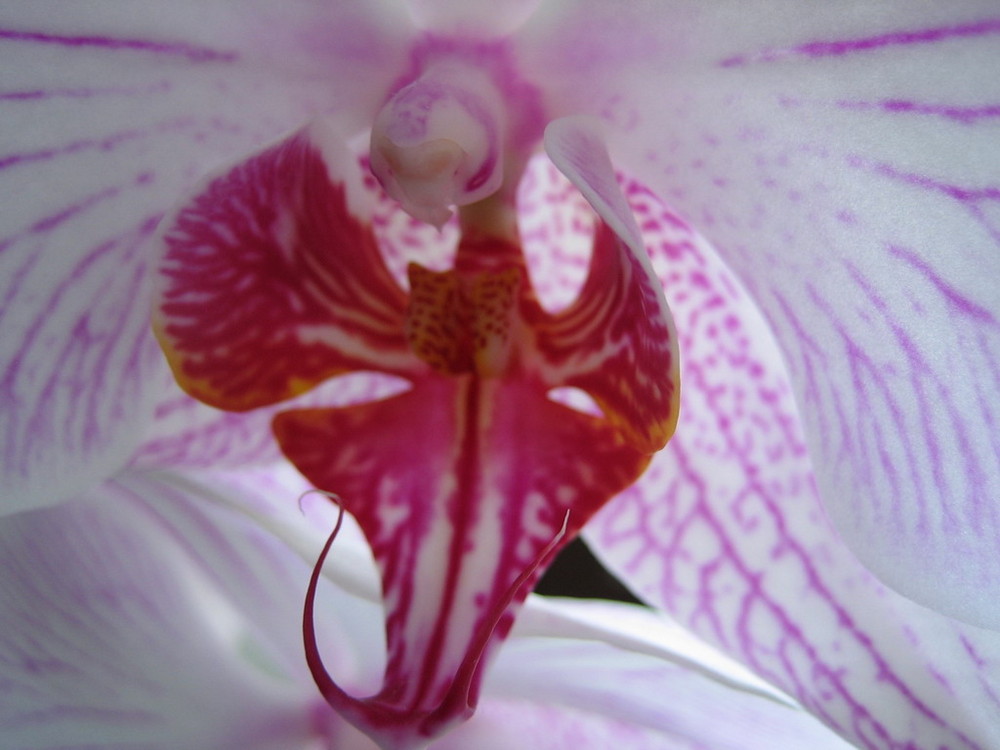 Muttis Lieblings Orchidee