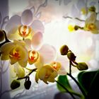 Muttis Orchideen