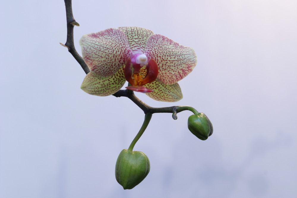 Muttis Orchideen Sammlung 2
