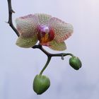 Muttis Orchideen Sammlung 2