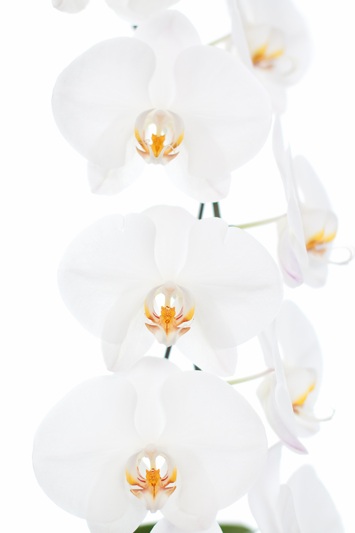 muttis stolze orchideen