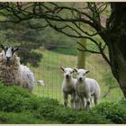 mutual curiosity in Bilsdale