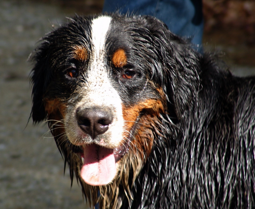 Mutz der Berner Sennenhund