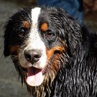 Mutz der Berner Sennenhund