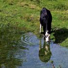 Muuh! - heut ist Spiegeltag