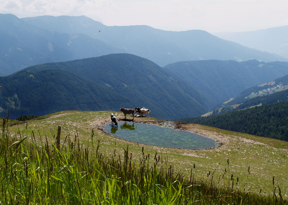 muuh....... Kühe (mittig) mit tollem Ausblick!