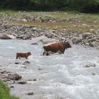 Muuuuh - Passt auf, das Wasser ist tief!