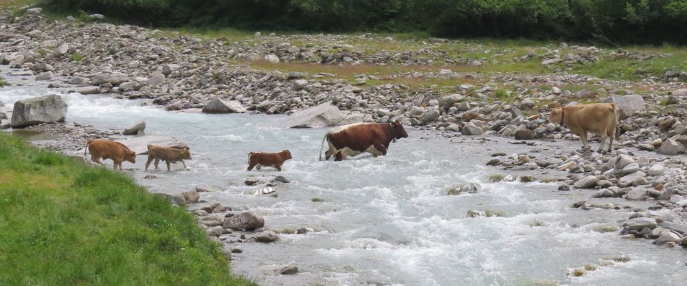 Muuuuh - Passt auf, das Wasser ist tief!