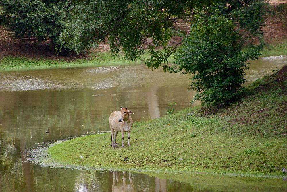 muuuuuh ;-), cambodia 2010