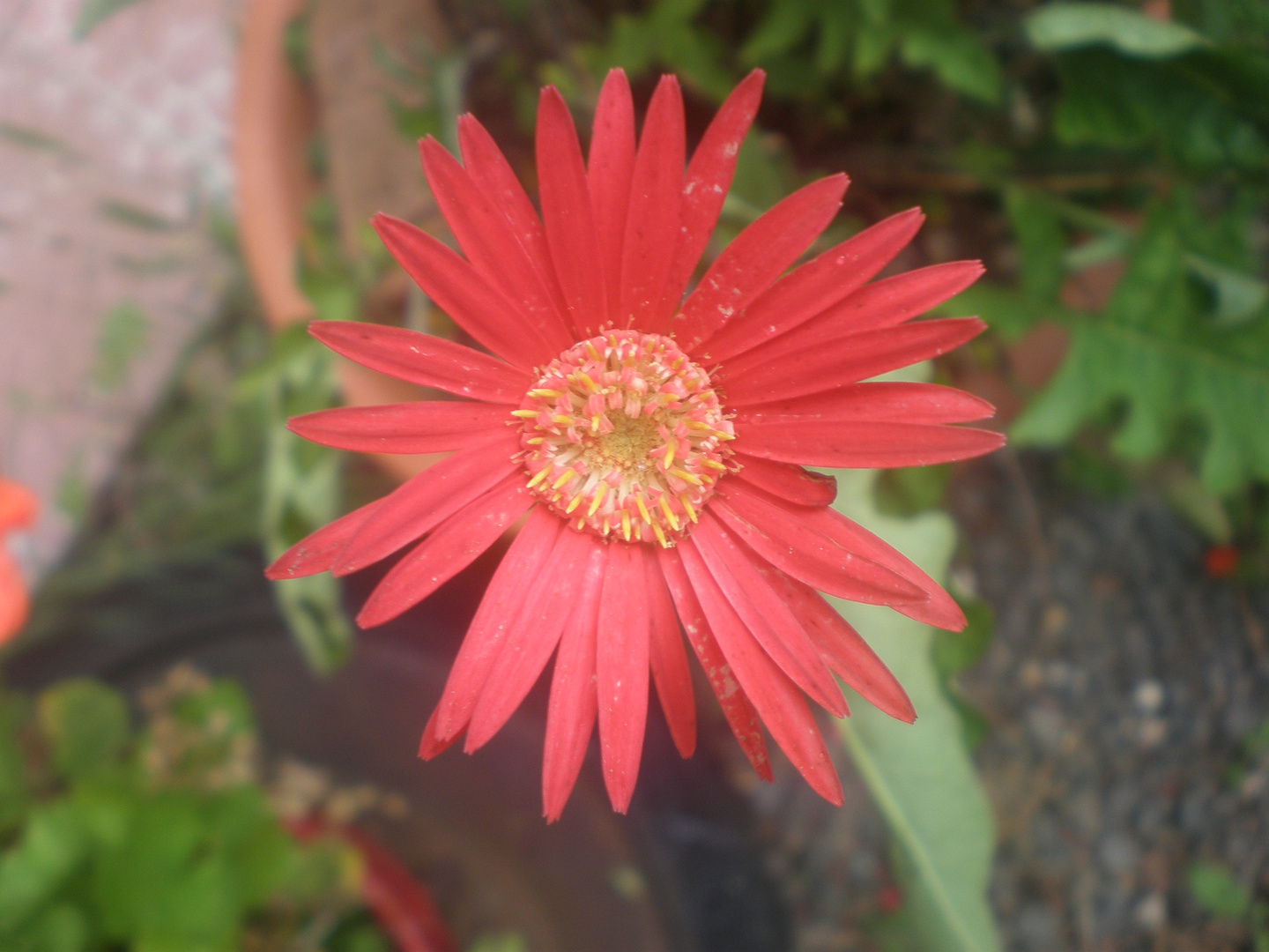 Muy margarita roja