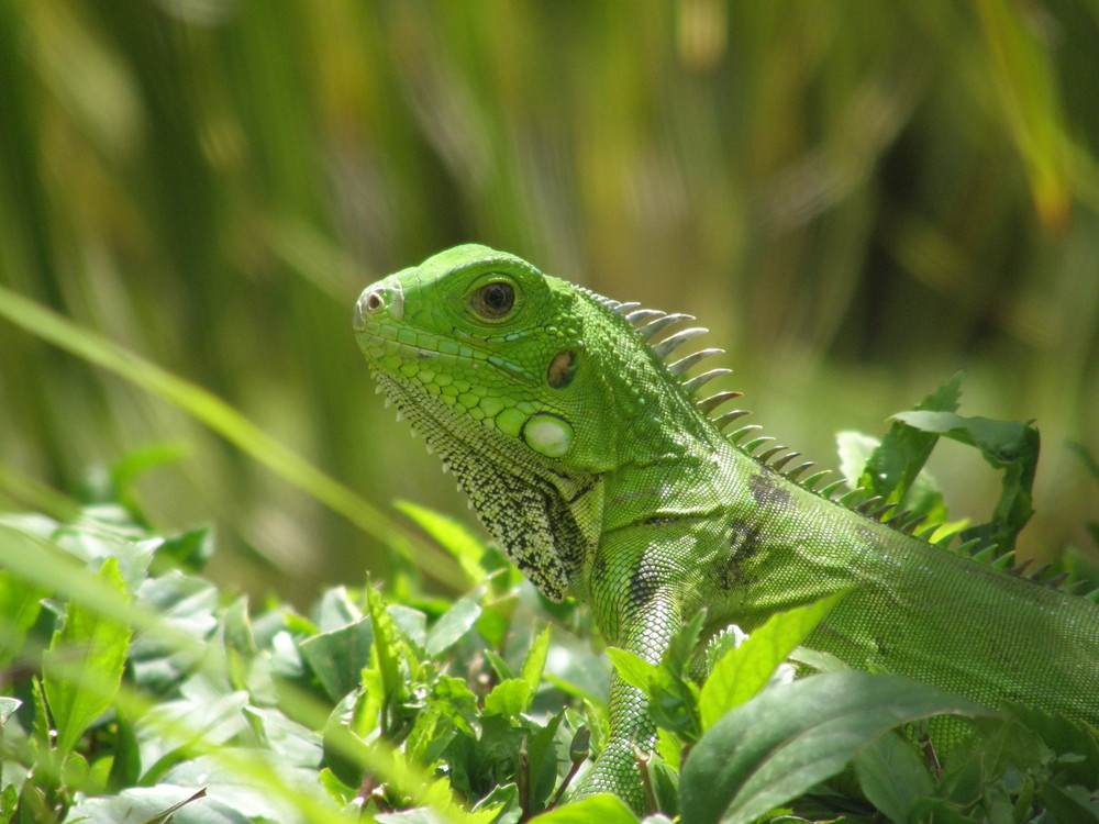 muy verde...