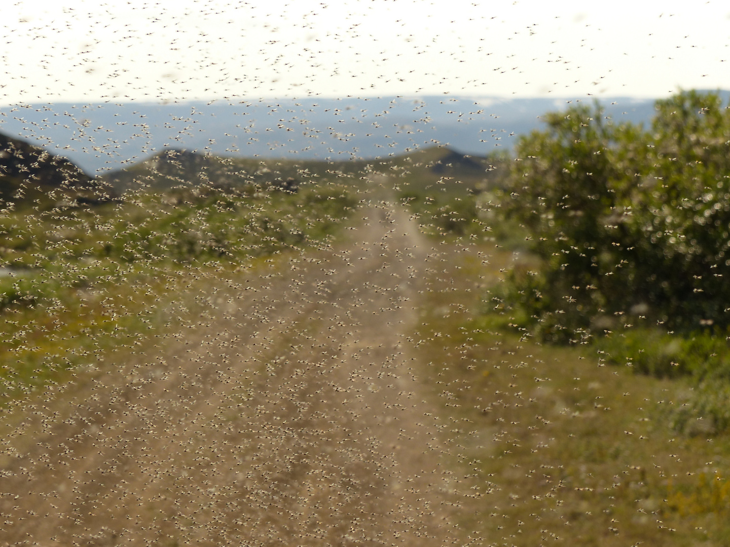 Mývatn Island - ein ganz normaler Spaziergang