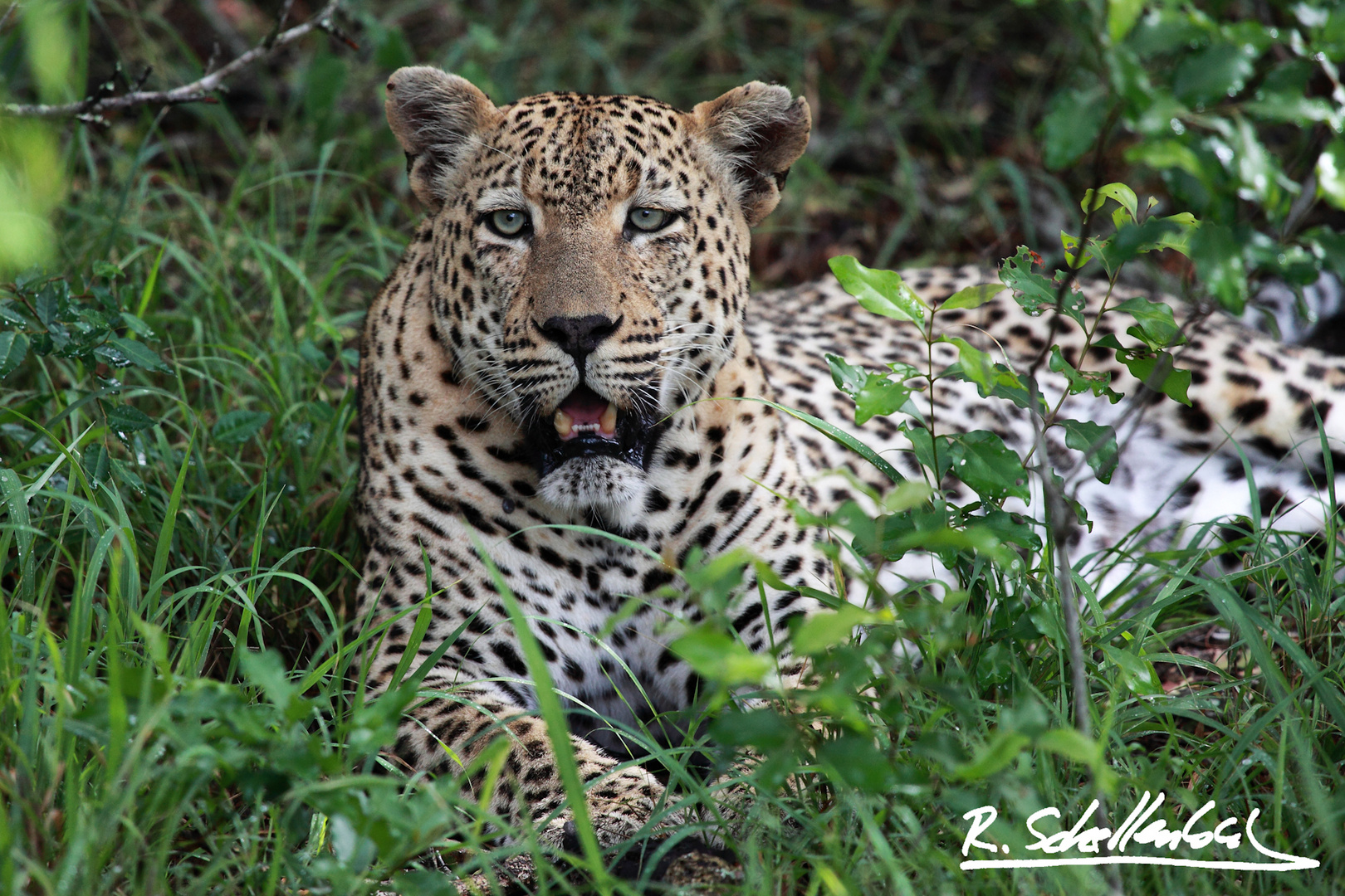 Mvula relaxing