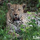 Mvula relaxing