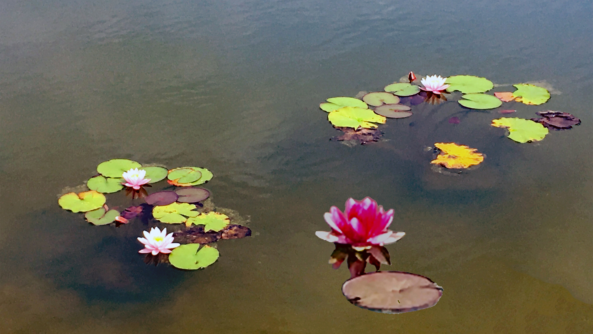 MW 2018.06.11. Seerosen  water lily   nénuphar  nenúfar  ninfea