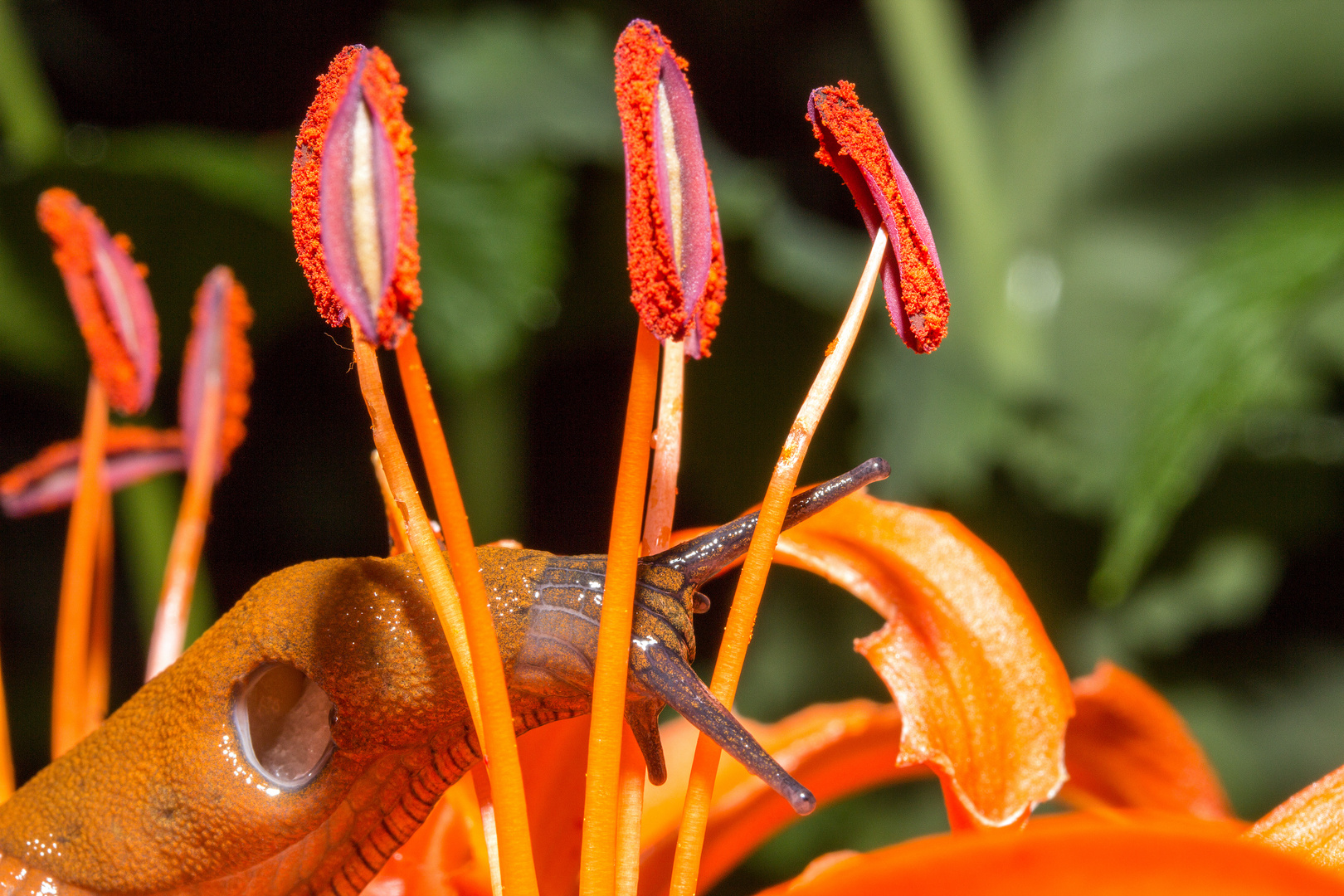 MW Nacktschnecke