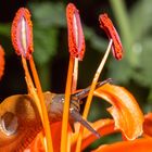 MW Nacktschnecke