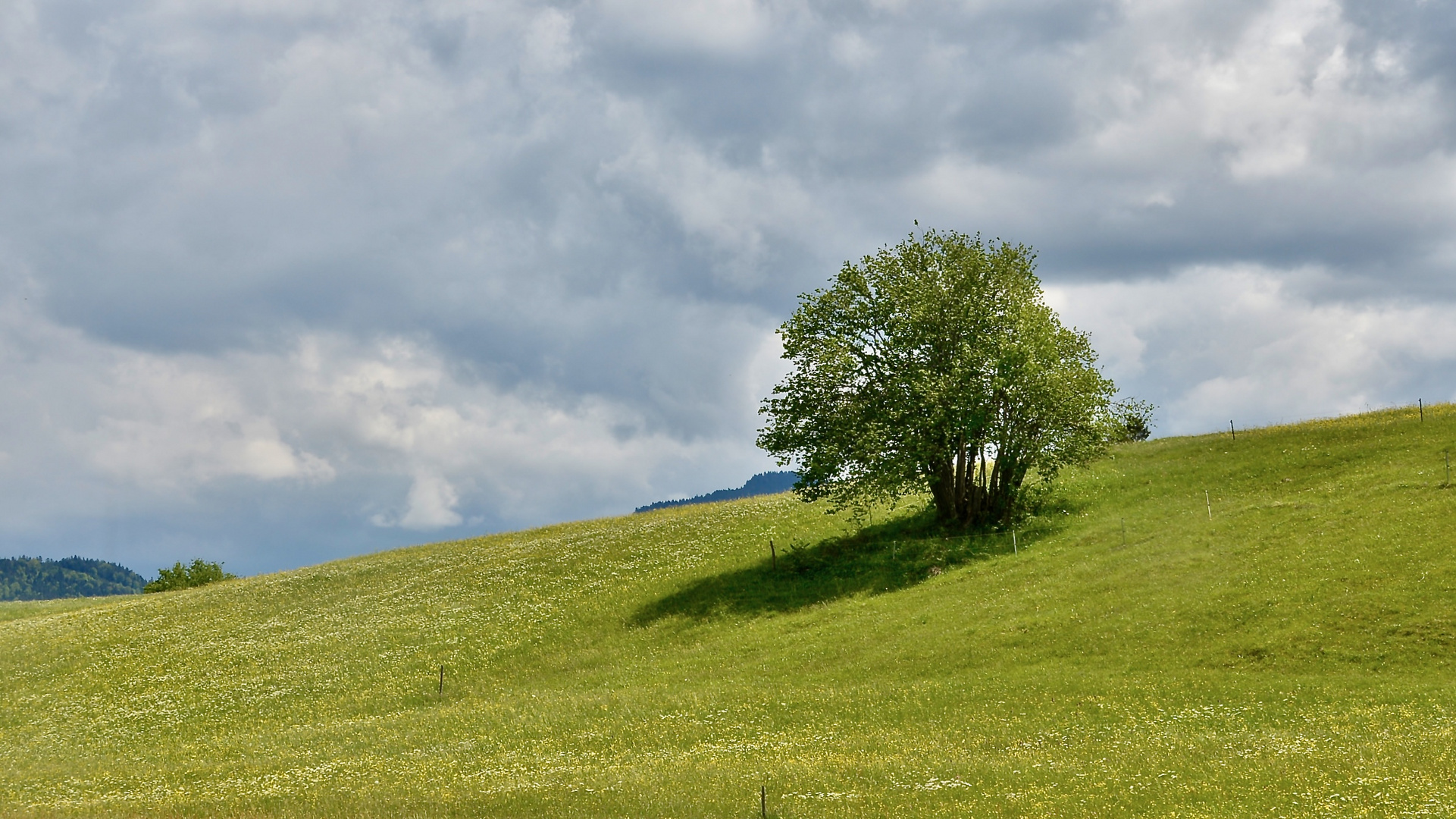 Mwin Freund der Baum vom Walchensee