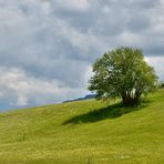 Mwin Freund der Baum vom Walchensee