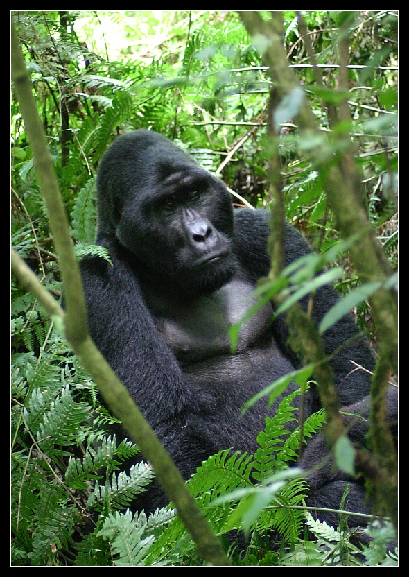 Mwirima, Bwindi Nationalpark, Uganda