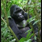 Mwirima, Bwindi Nationalpark, Uganda