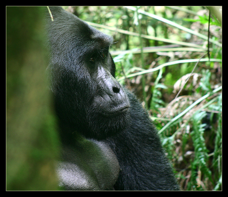 Mwirima, Bwindi NP, Uganda