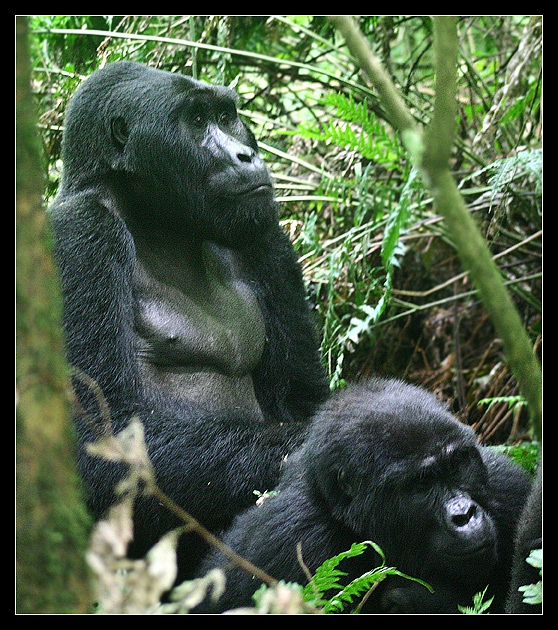 Mwirima mit Frau, Bwindi NP, Uganda