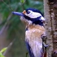 M.WOODPECKER