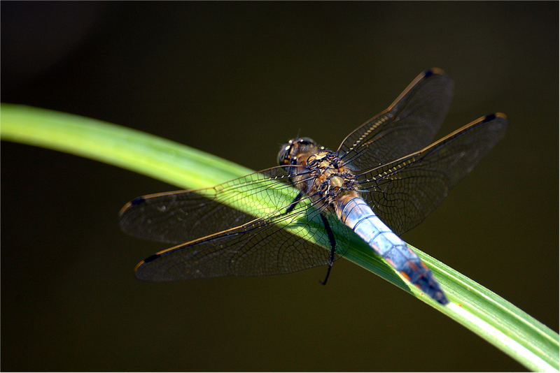My 1st Dragonfly - Meine 1. Libelle