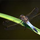 My 1st Dragonfly - Meine 1. Libelle