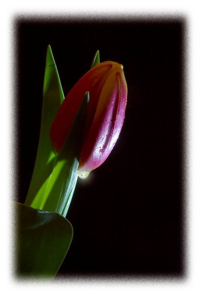My 1st Tulip