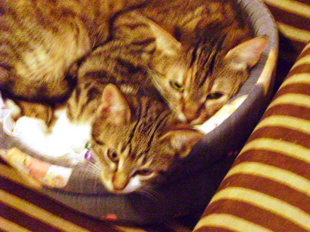 My Amalia & Vasilakis My cats