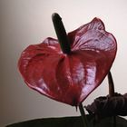 My Anthurium Andraeanum