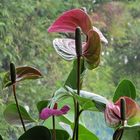 My Anthuriums