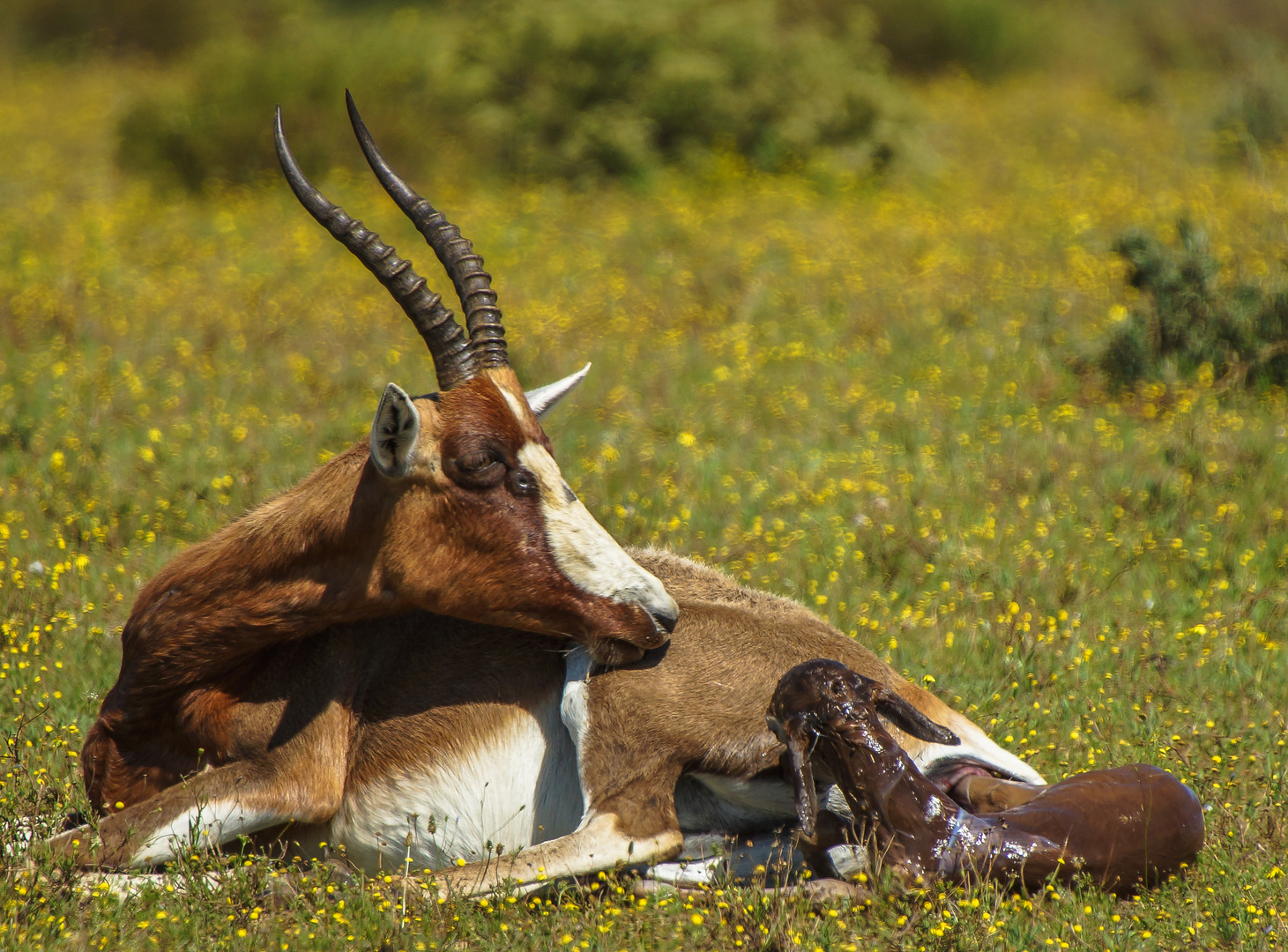 My Antilopes- Geburt von neuem Leben