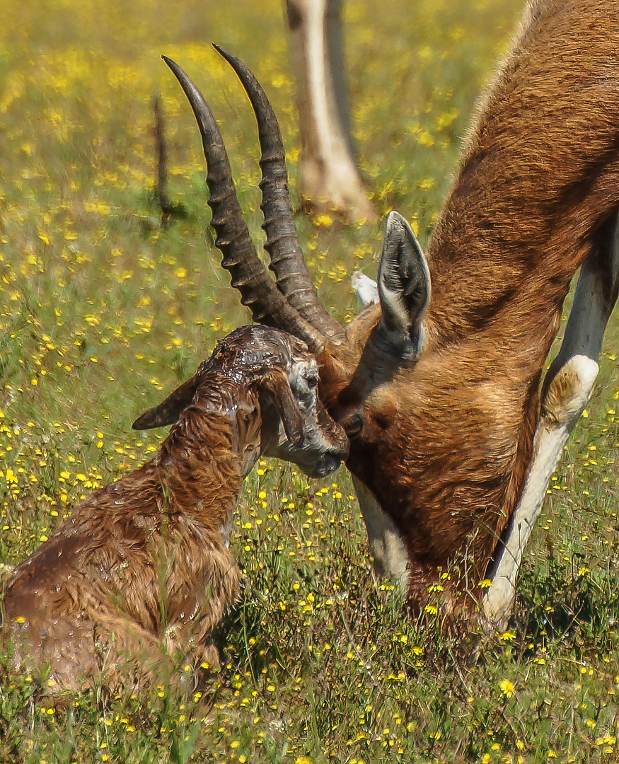 My Antilopes- You're my mom?