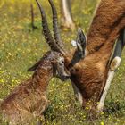 My Antilopes- You're my mom?