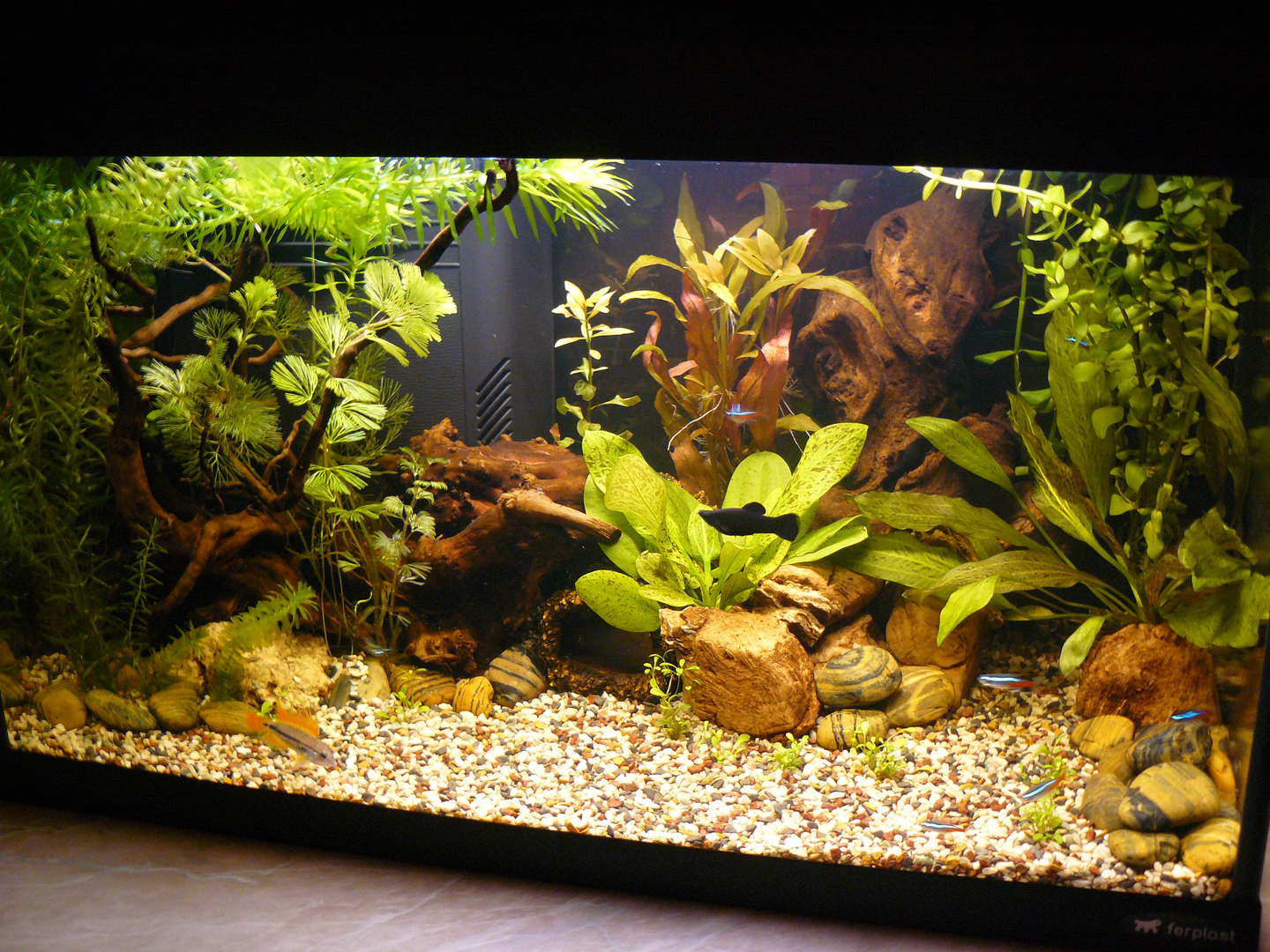 My aquarium