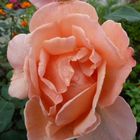 My August peach rose fom my cottage garden