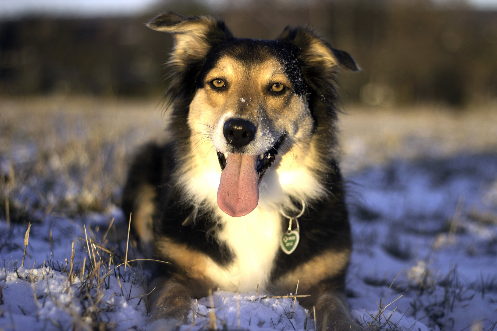 My Australian Shepherd Girl