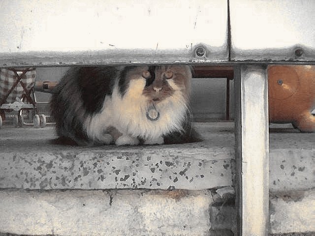 my baby cat in sepia