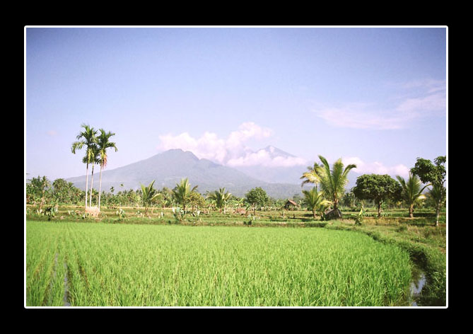 My Back Yard, Tasikmalaya