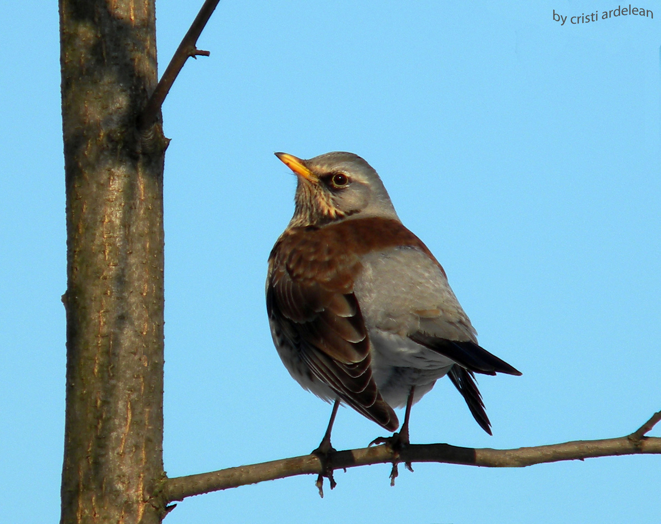 my backyard bird