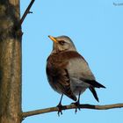 my backyard bird