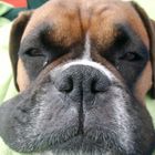 My beautiful Boxer.