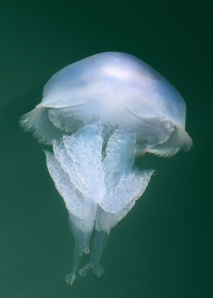 My Beautiful Jellyfish