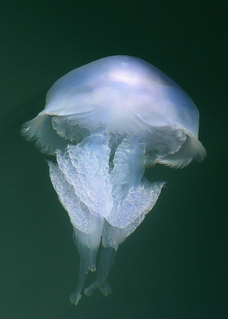 My Beautiful Jellyfish